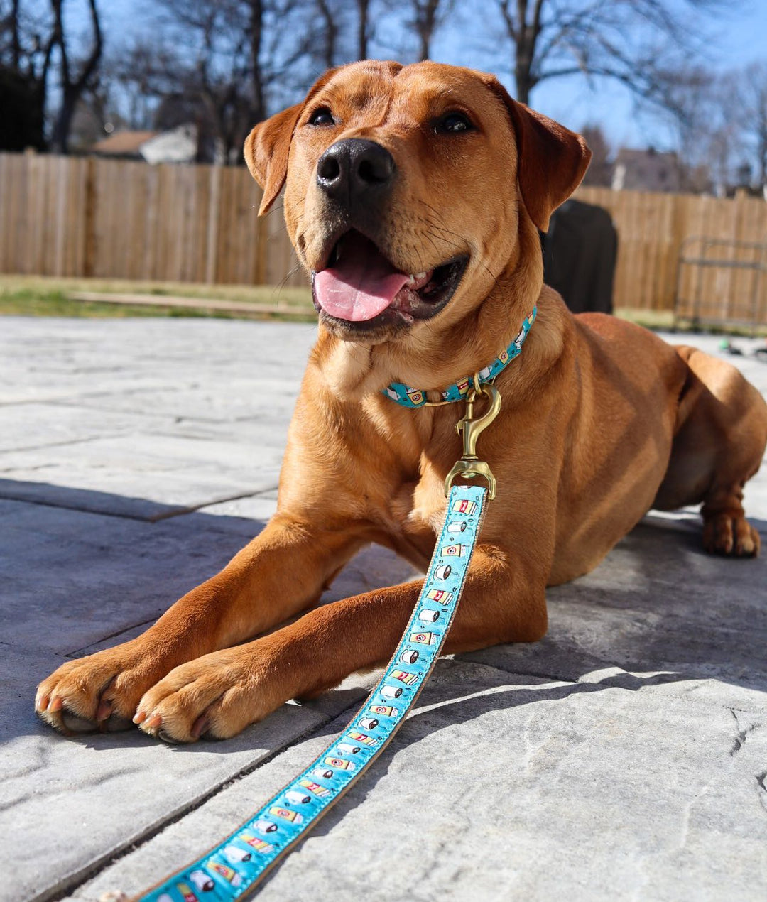 Up Country Coffee Nut Dog Collar