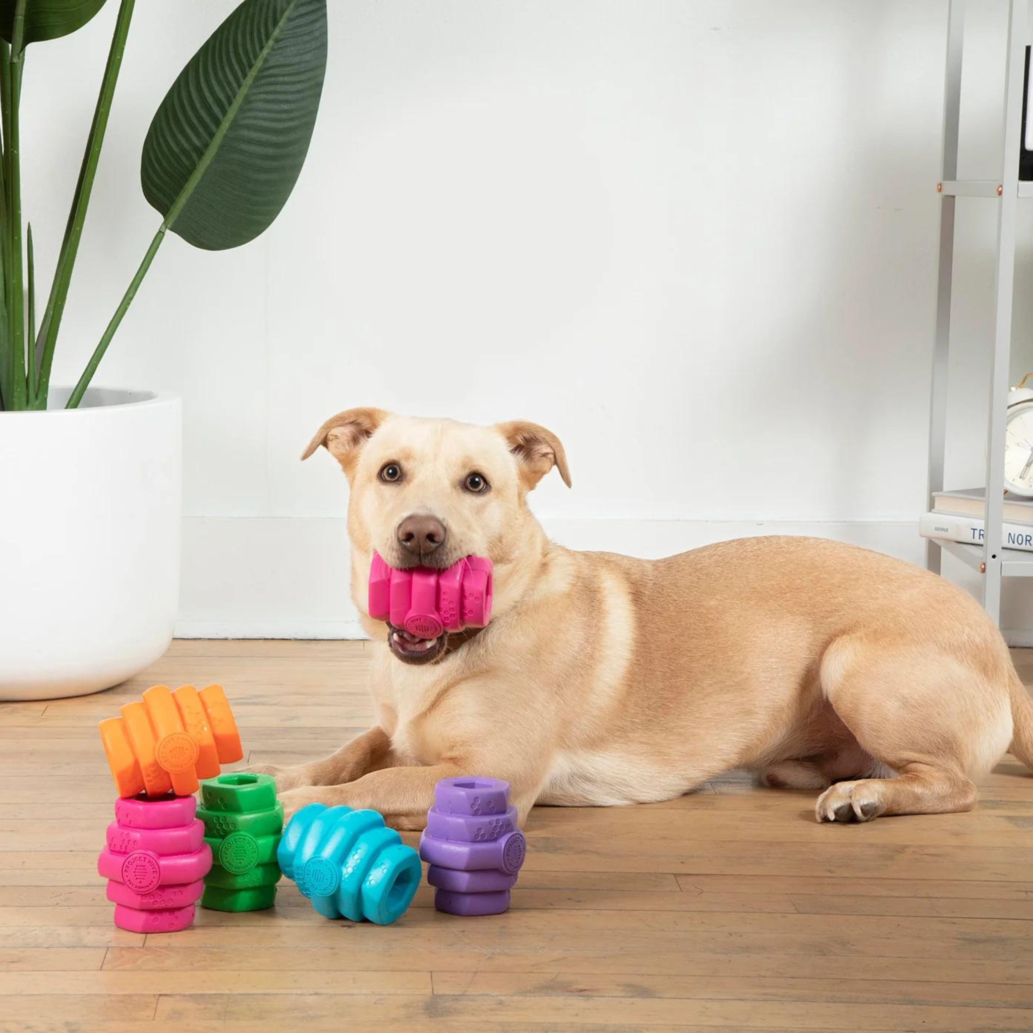 Project Hive Coconut Scented Chew Dog Toy