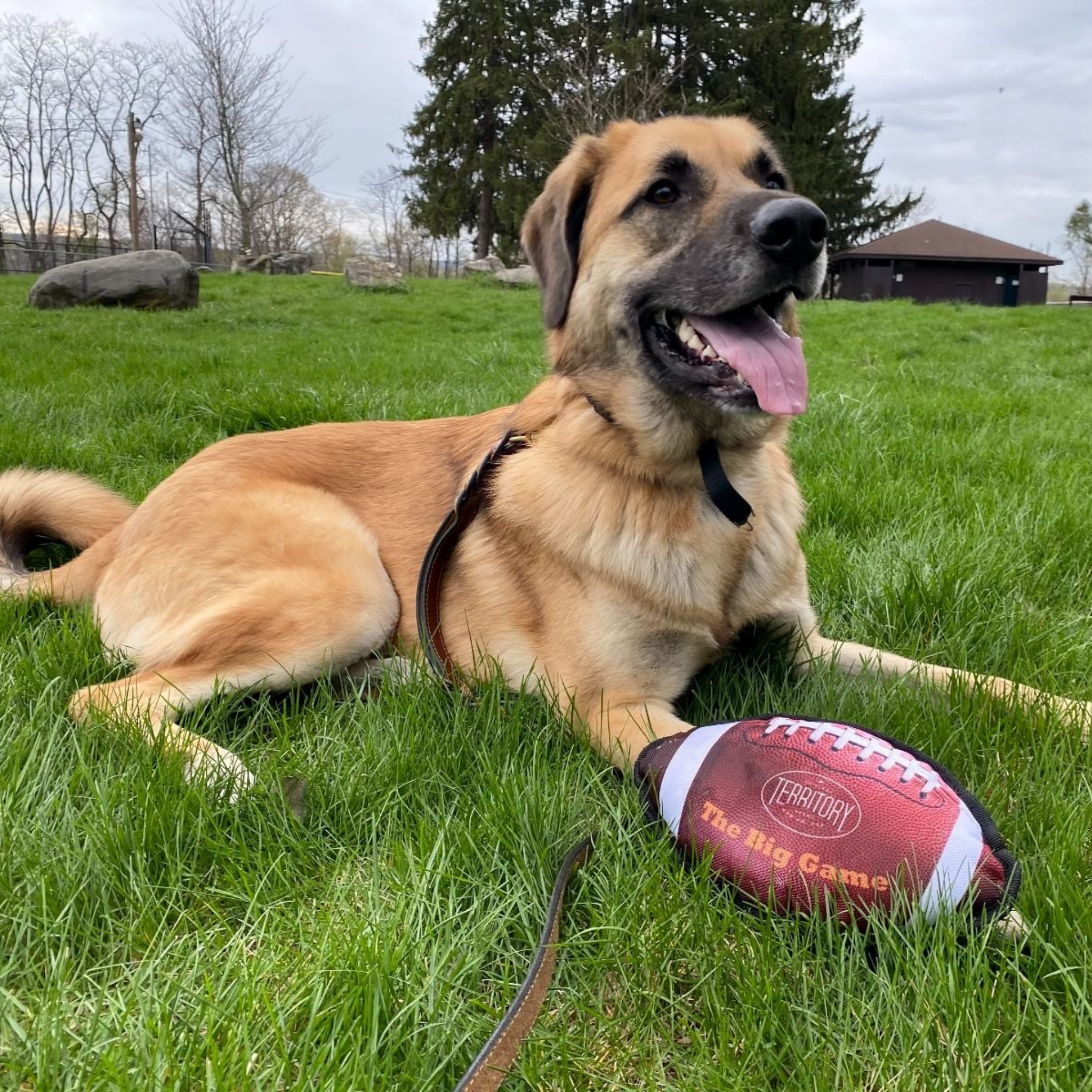 Territory Big Dog Football Dog Toy