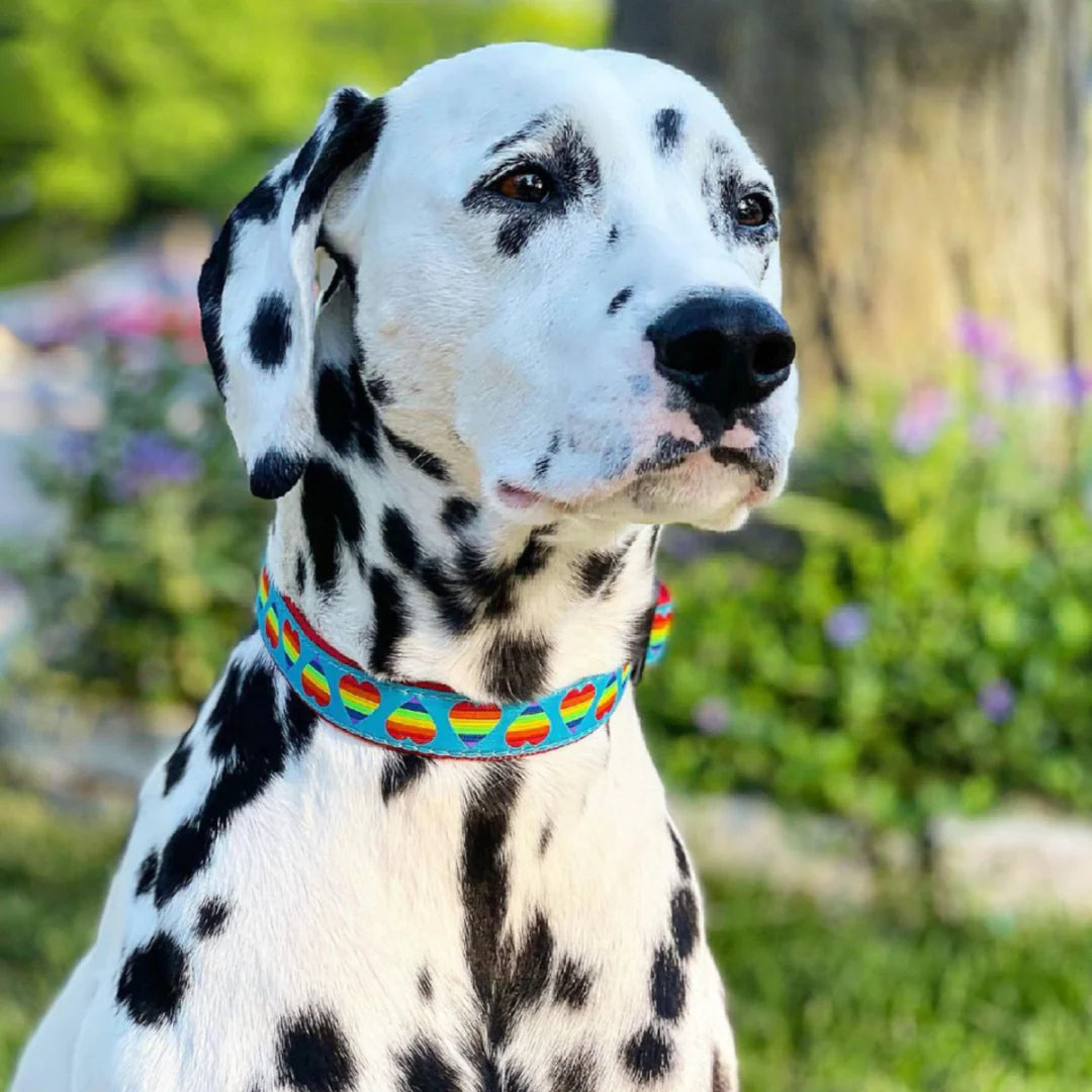 Up Country Rainbow Hearts Dog Collar