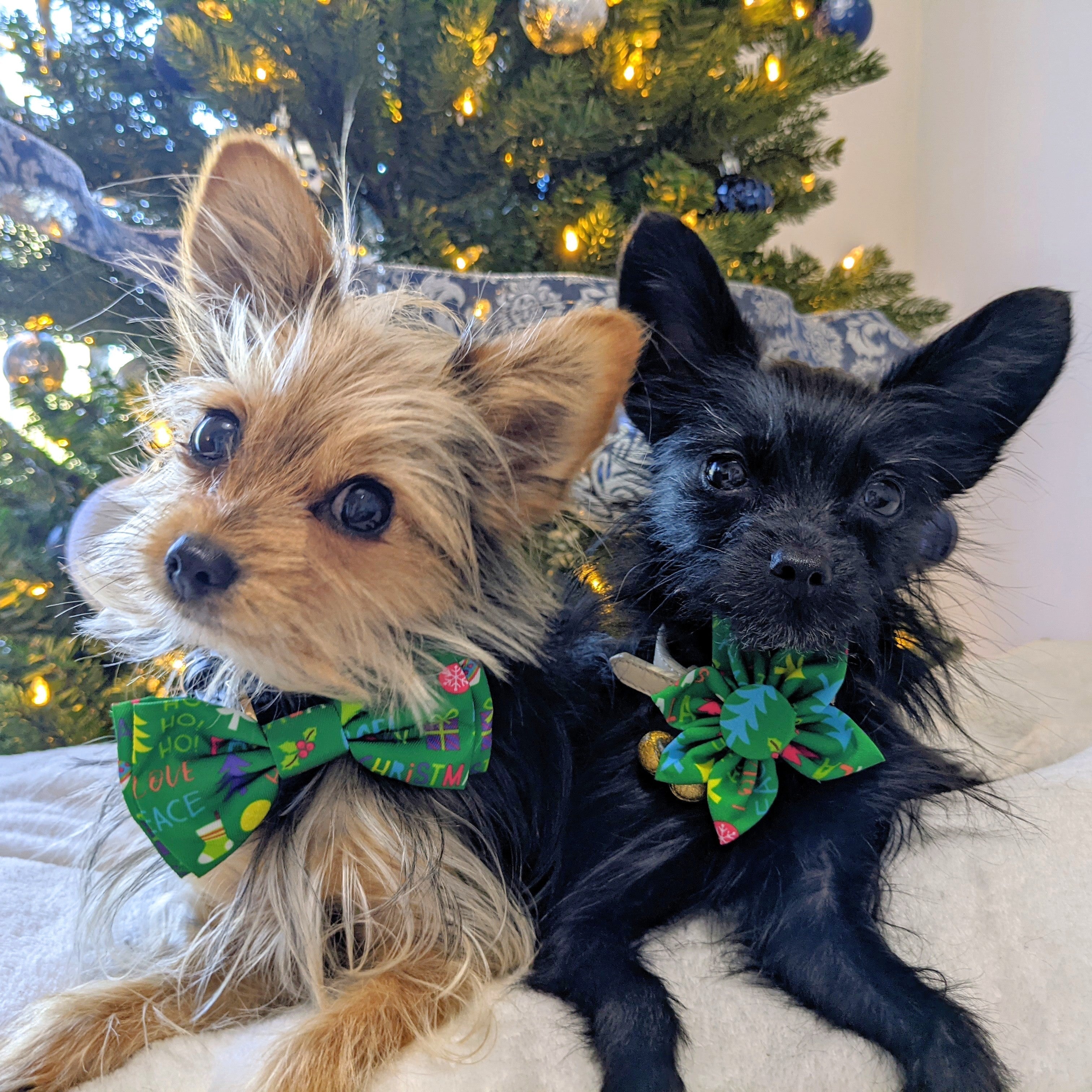 Huxley & Kent Merry & Bright Bow Tie