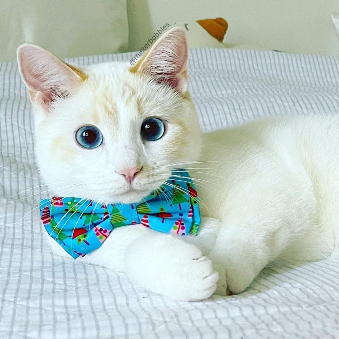 Huxley & Kent Xmas Bow Tie