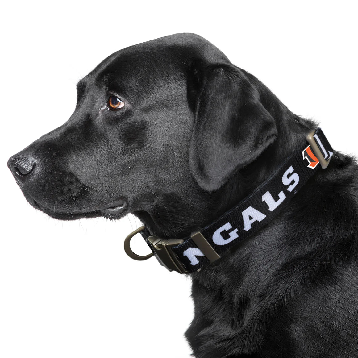 Little Earth Cincinnati Bengals Dog Collar