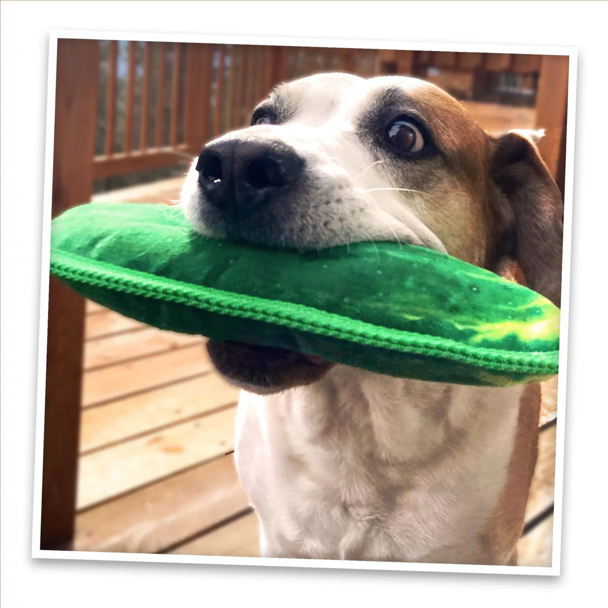 Doggijuana Tuffer Chewer Dill Pickle Refillable Dog Toy