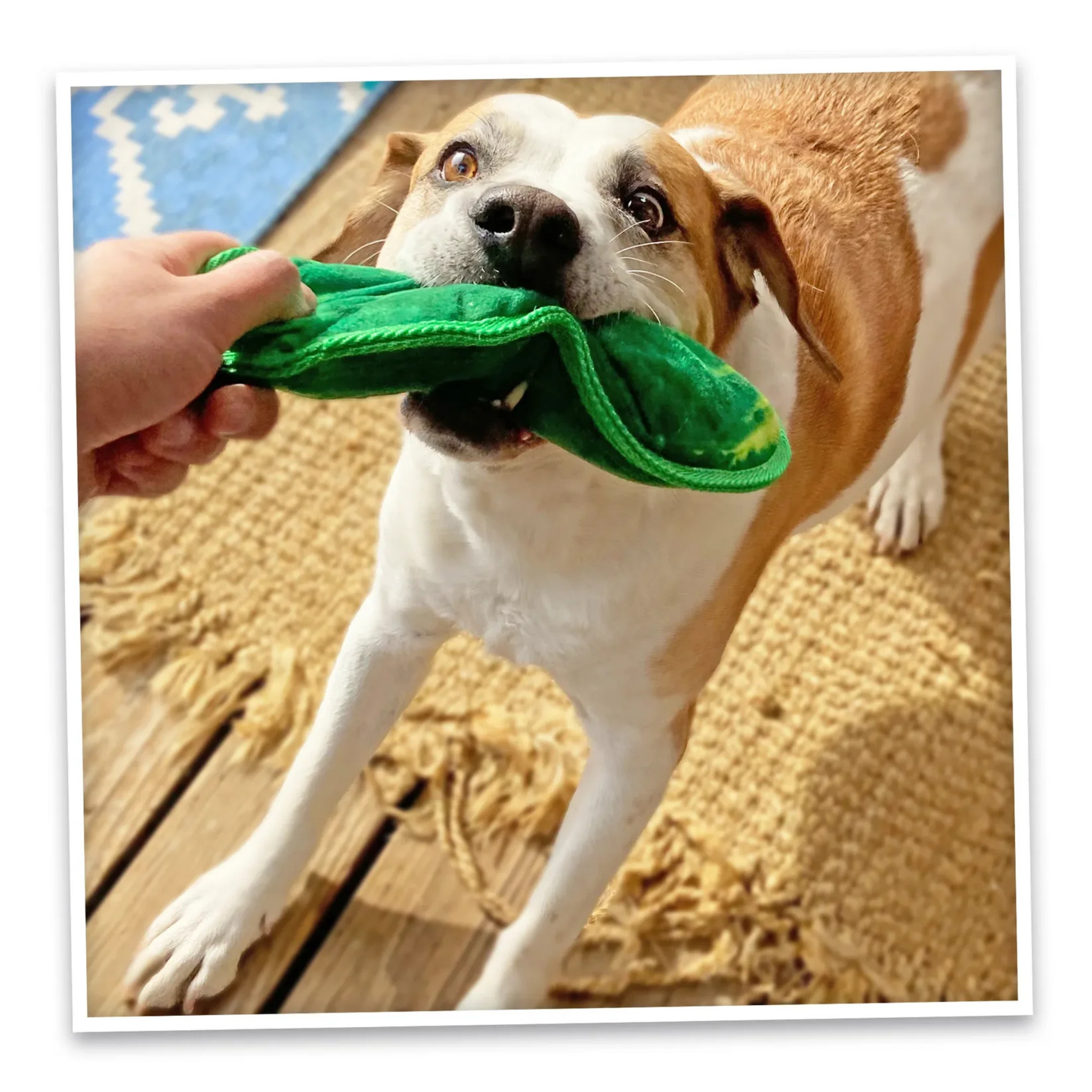 Doggijuana Tuffer Chewer Dill Pickle Refillable Dog Toy