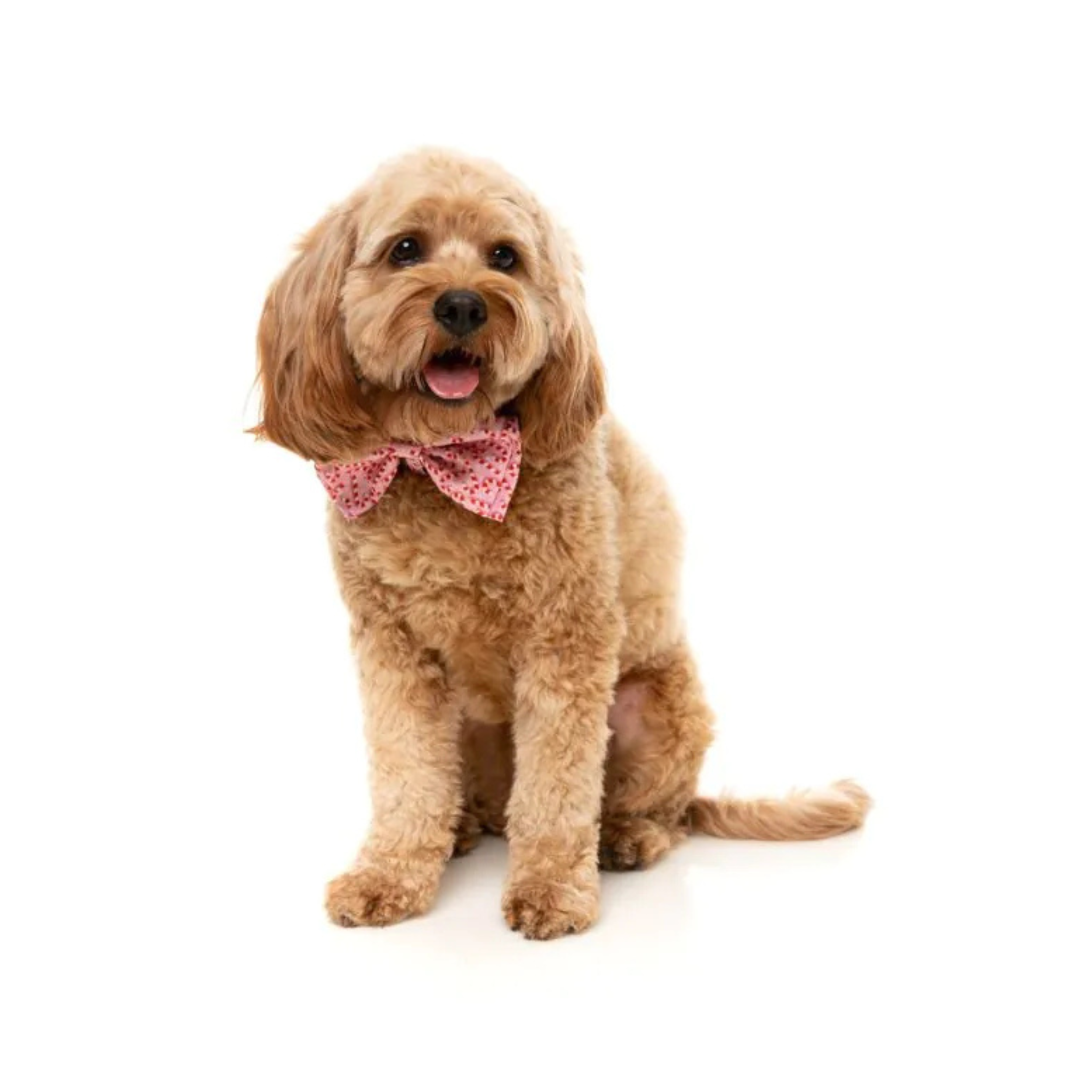 FuzzYard Candy Cane Bowtie