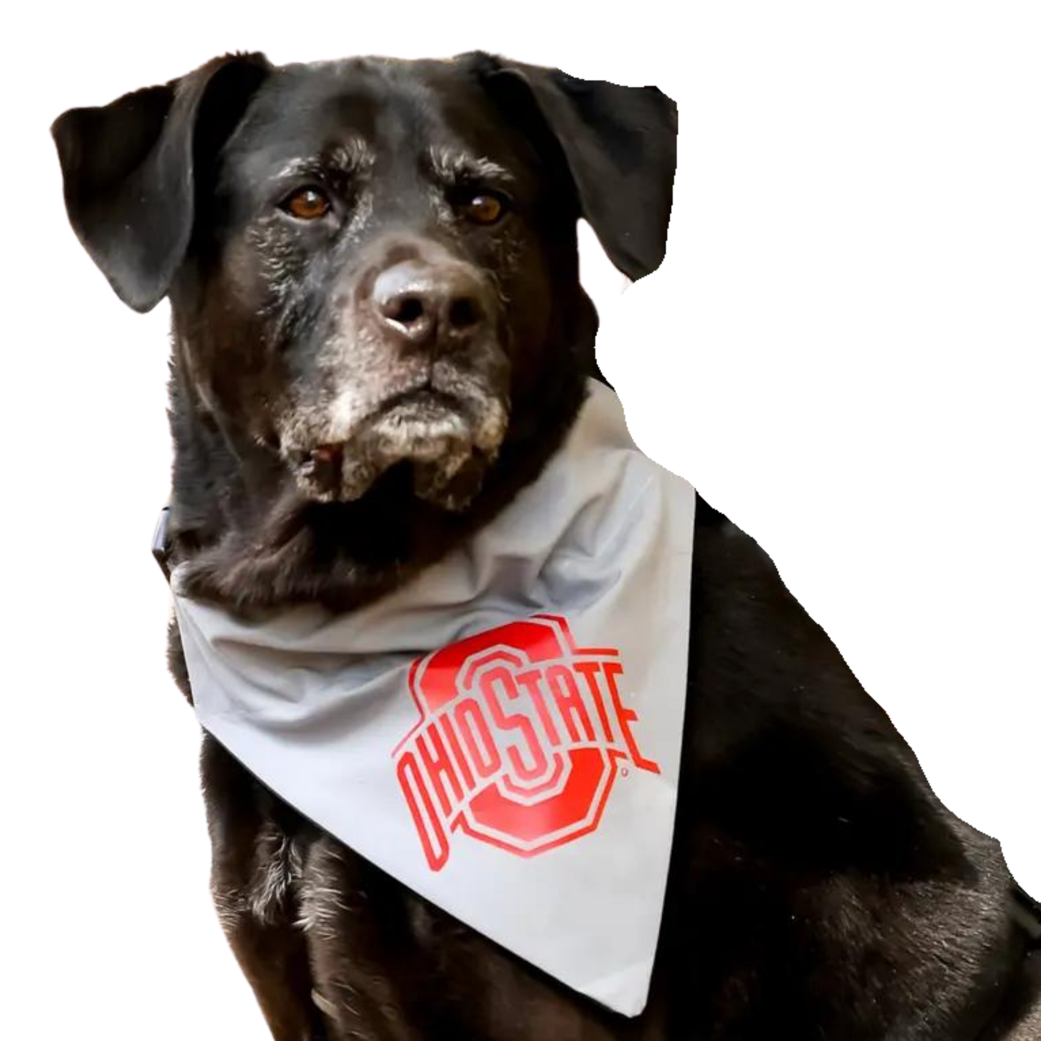 Top Rocks Doggie Wear Ohio State Logo Bandana (Grey)