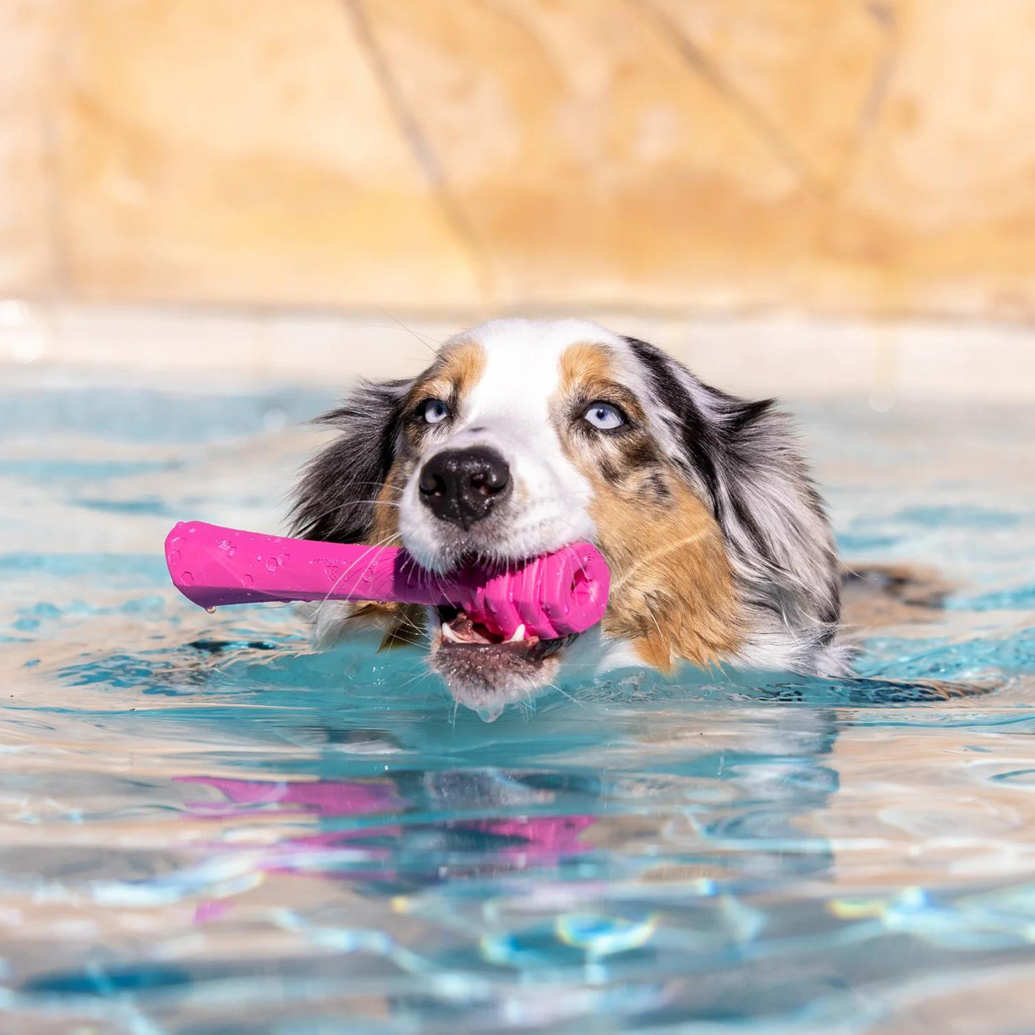 Project Hive Wild Berry Scented Fetch Stick Dog Toy