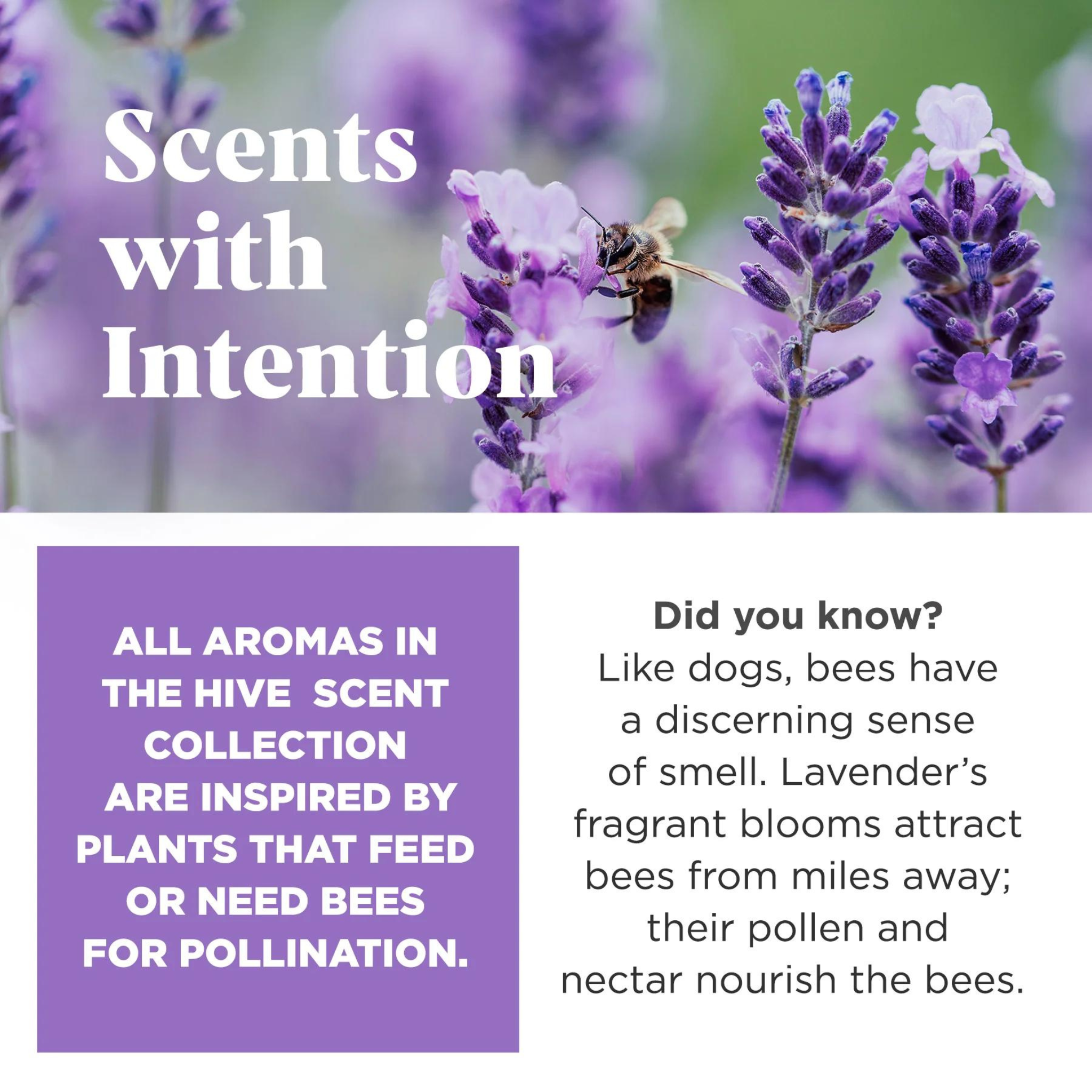 Project Hive Lavender Scented Chew Dog Toy