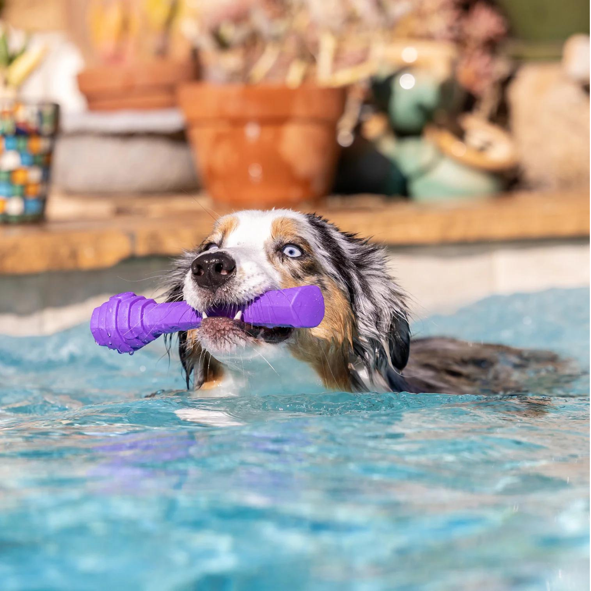 Project Hive Lavender Scented Fetch Stick Dog Toy