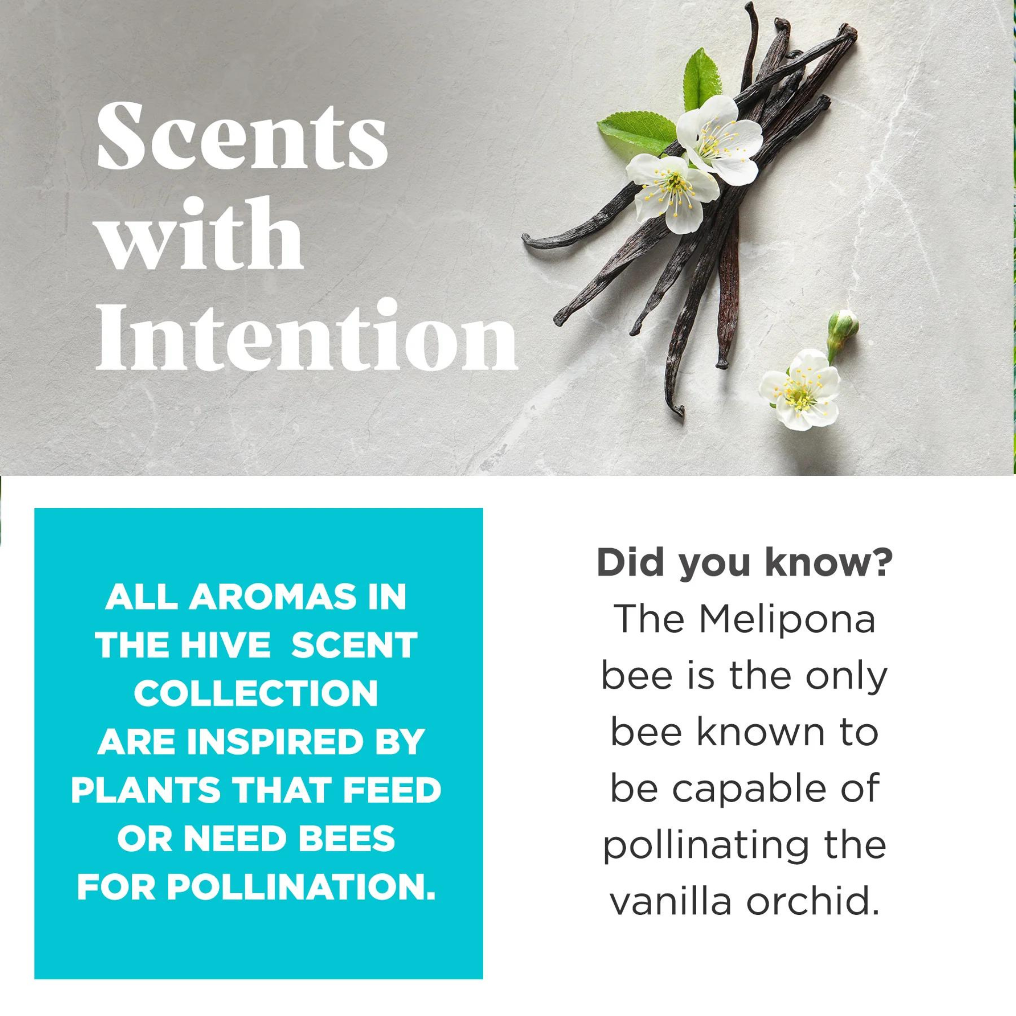 Project Hive Vanilla Scented Fetch Stick Dog Toy