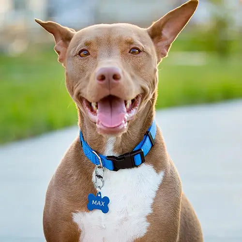 Nite Ize Stainless Steel S-Biner Tag Lock