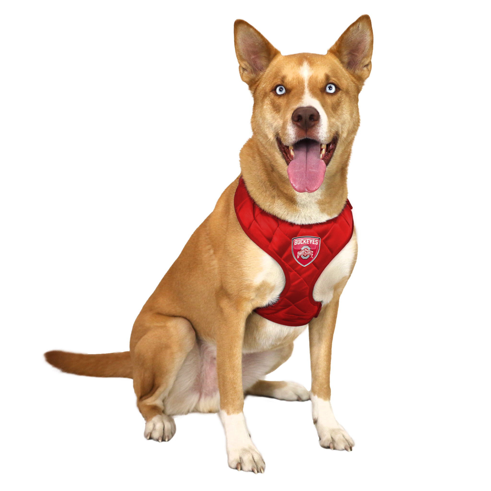 Little Earth Ohio State Dog Harness