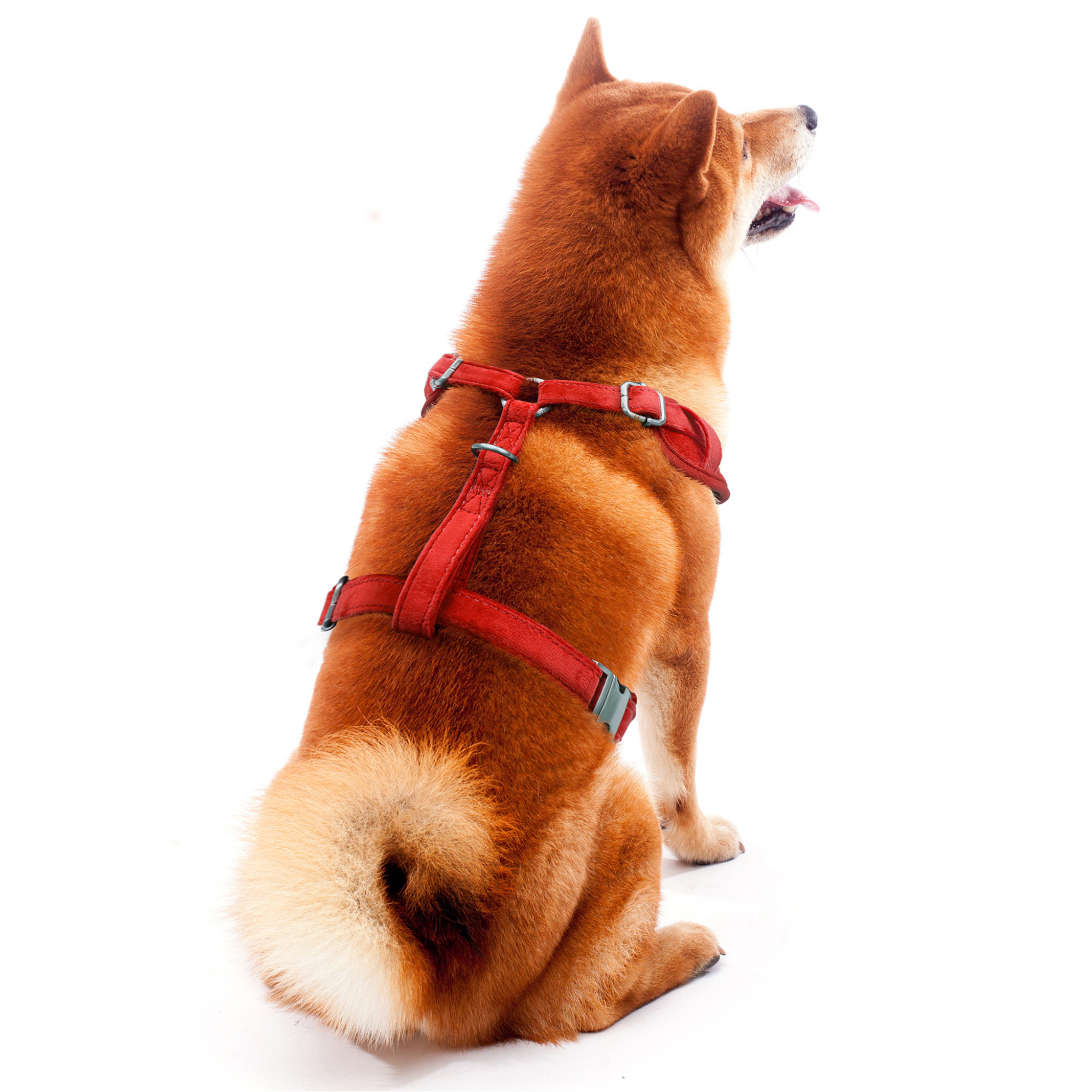 Little Earth Ohio State Dog Harness