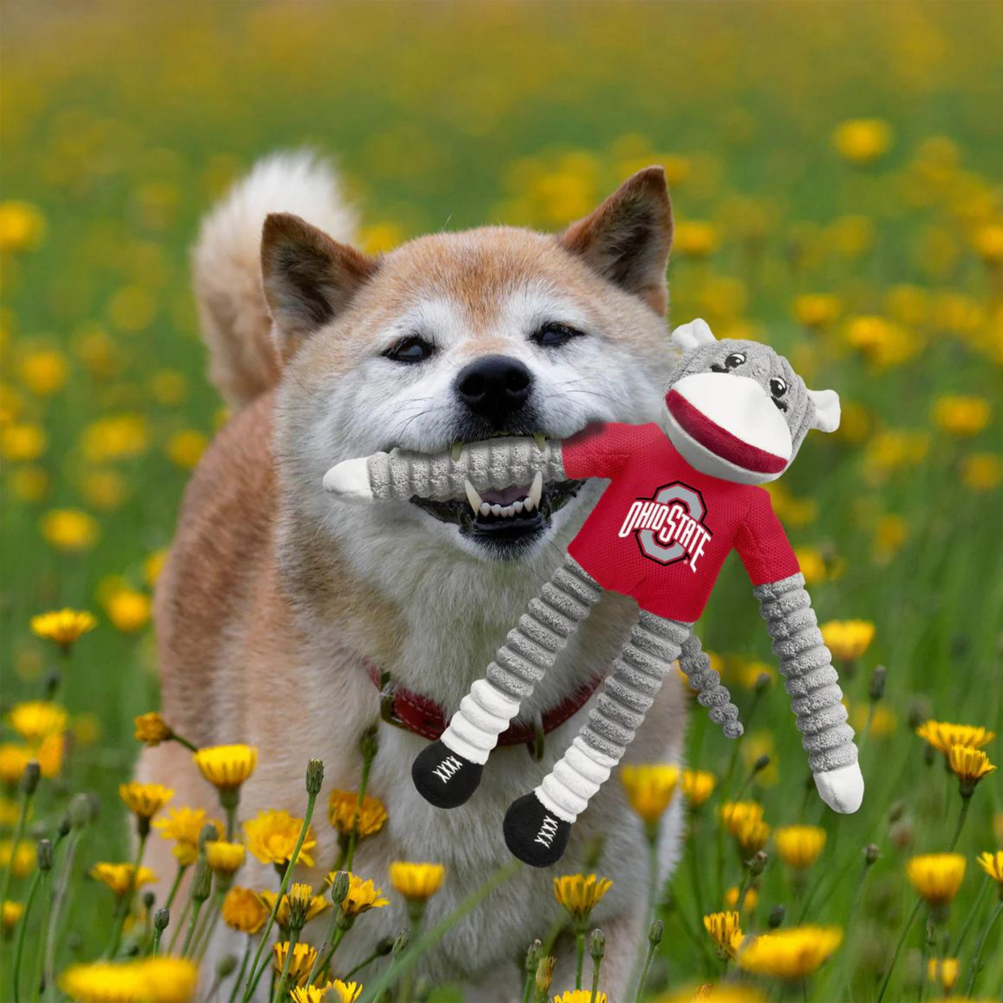 Little Earth Ohio State Sock Monkey Dog Toy