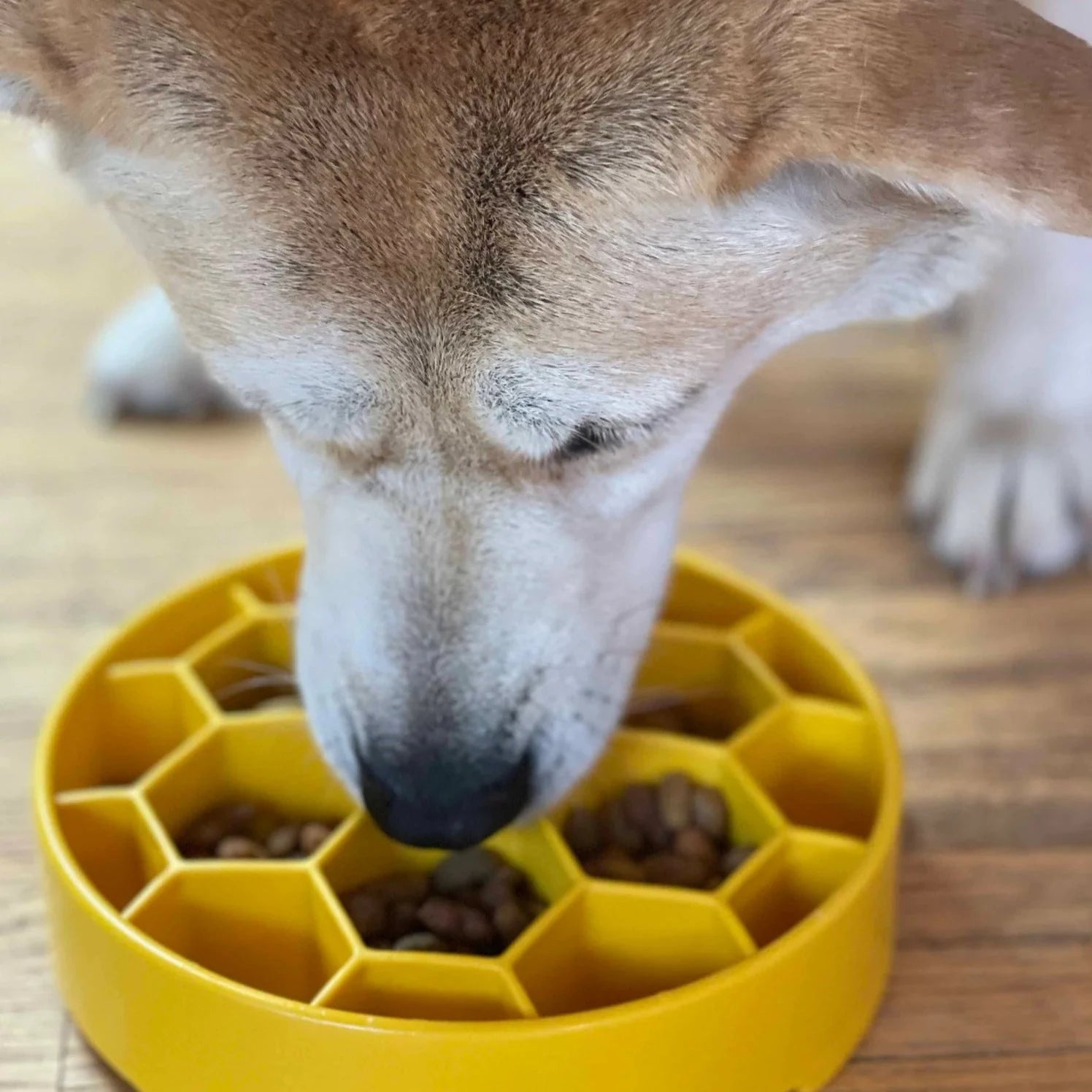 Soda Pup Honeycomb Slow Feeder