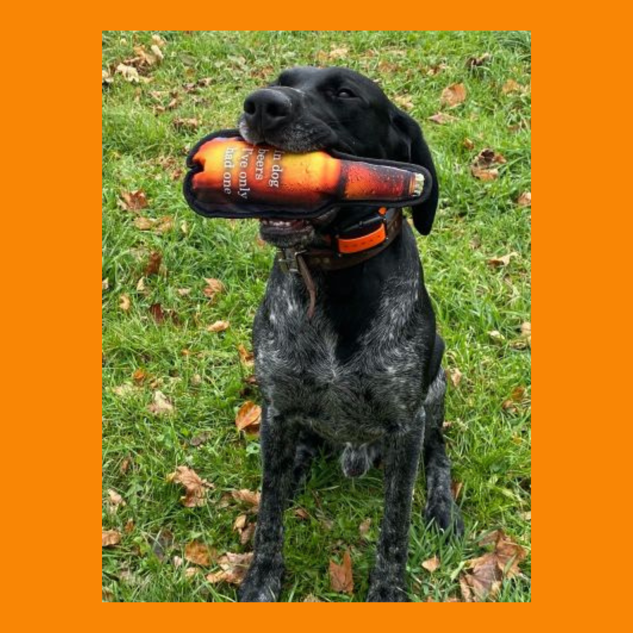 Territory Beer Bottle Crunch Dog Toy