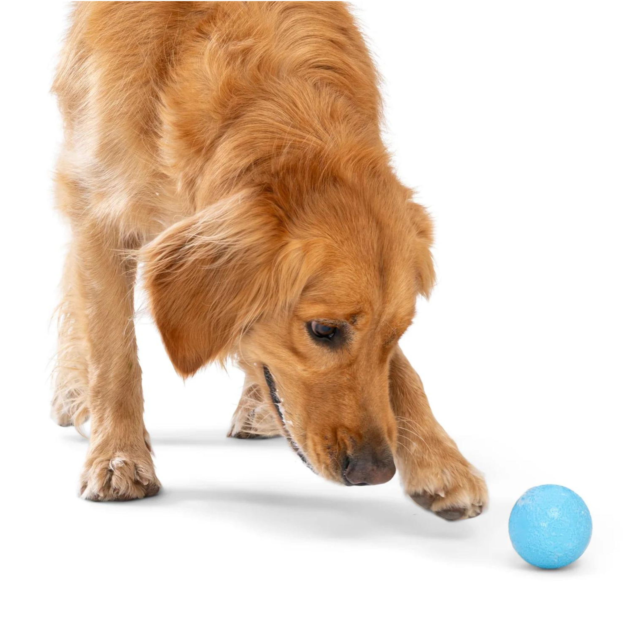 West Paw Boundr Dog Toy