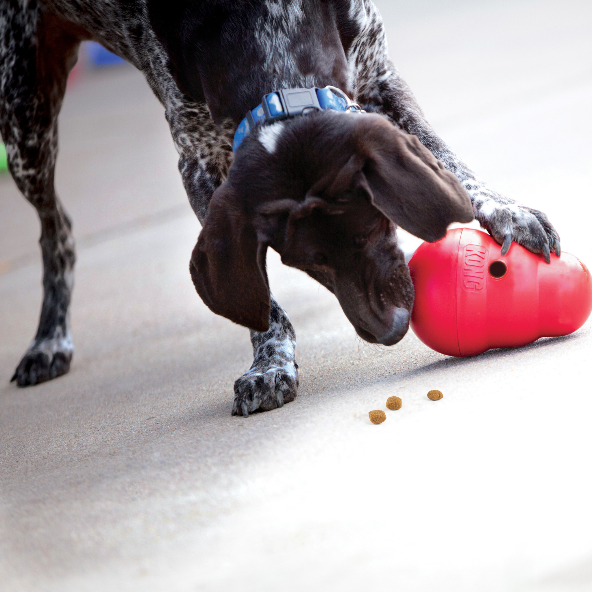 Kong Wobbler Treat Dispensing Dog Toy